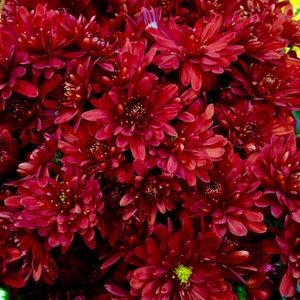 Meet your Posher, Caitlen